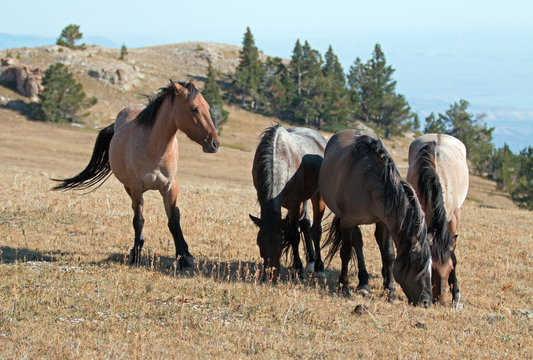 Band of Wild Horses grazing on Sykes Ridge in the Pryor Mountains Wild Horse Range in Montana - Wyoming US of A