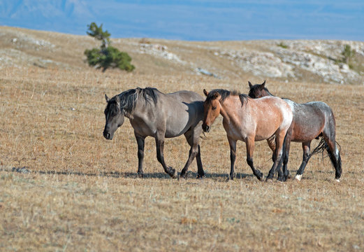 Band of Wild Horses on Sykes Ridge in the Pryor Mountains Wild Horse Range in Montana US