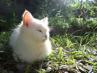 Somber Cat 