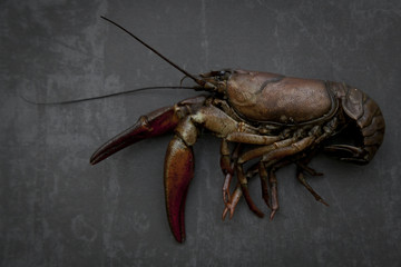 Crawfish in Profile