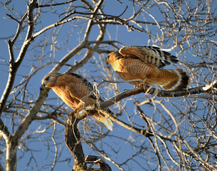 Redshouldered Hawk couple courtship 