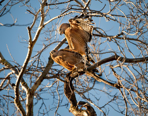 Redshouldered Hawk couple courtship 