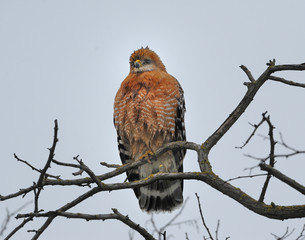 Red-shouldered Hawks