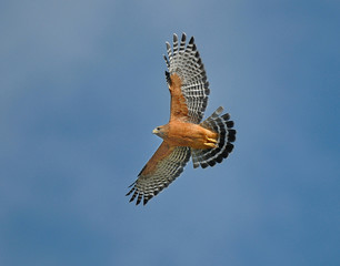 Red-shouldered Hawk flying overhead with wings spread