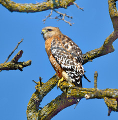 Red-shouldered Hawks