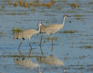 Sandhill Cranes wading in flooded fields of California