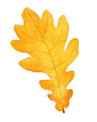 beautiful autumn watercolor oak leaf on white background.fall illustration.