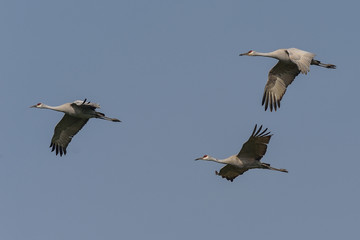 Three Sandhill Cranes flying overhead