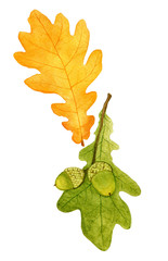 beautiful autumn watercolor oak leaves on white background.fall elements of design
