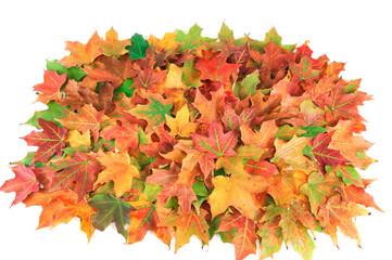 colorful autumn leaves pile isolated on white background
