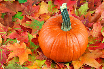pumpkin and colorful maple tree leaves in autumn 