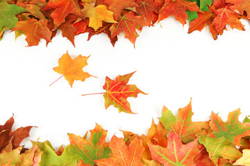 colorful autumn maple leaves frame isolated on white background