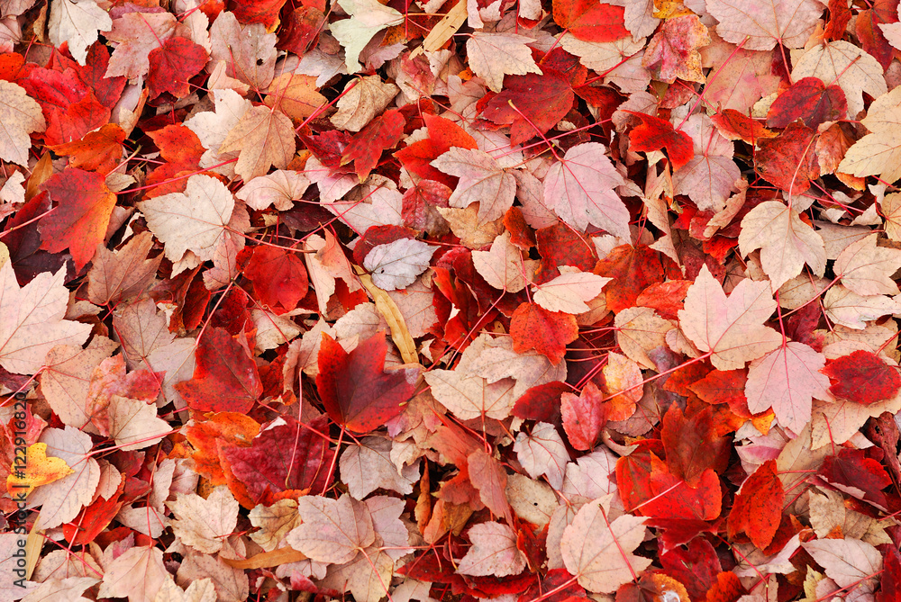 Wall mural fallen red leaves on the ground in autumn