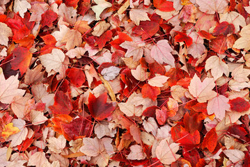 fallen red leaves on the ground in autumn