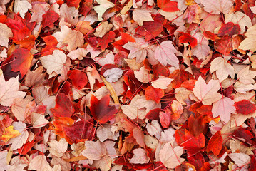 fallen red leaves on the ground in autumn - Powered by Adobe