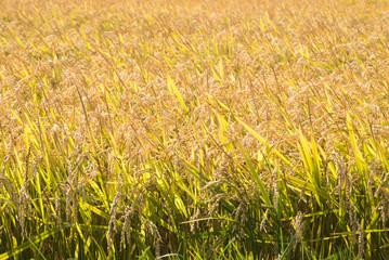 yellow ear of rice in paddy rice field, just before harvest