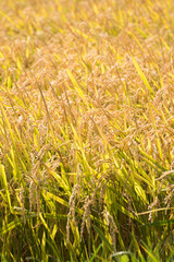 収穫直前の黄金色の稲穂