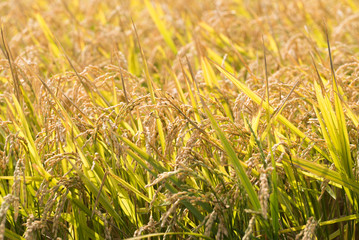収穫直前の黄金色の稲穂
