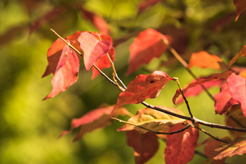 Autumn Leaves , Fruit of Spindle Tree - Euonymus oxyphyllus