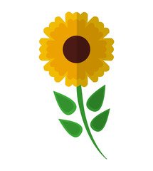 beautiful flower cute icon vector illustration design