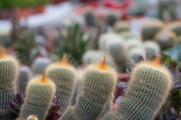 Cactuses/Photo of a collection of kinds of a cactus