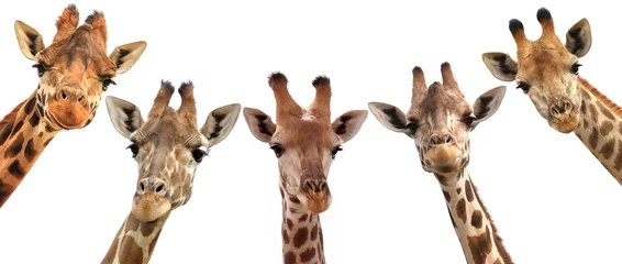 Crédence de cuisine en verre imprimé Girafe Têtes de girafe isolés sur fond blanc