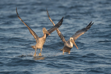 Brown Pelicans alighting from ocean 
