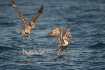 Brown pelicans flying on ocean waters in sunset