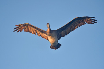 Brown Pelican in full spread posture flying  in sunset