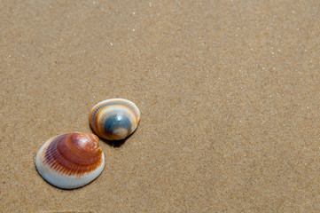 Fototapeta na wymiar Shells on the Sand