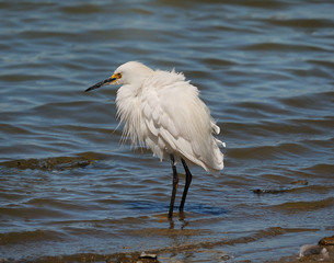 Snowy Egret in wind