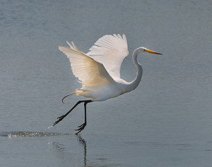 Great Egret taking off from lake