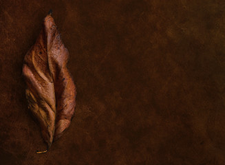 Aging Concept, Dry Brown Leaf on Old Vintage Leather Texture Background