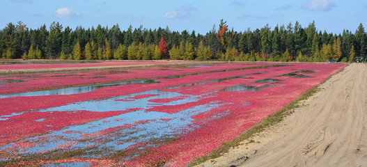  Cranberry farm water management harvesting in Saint-Louis-de-Blandford located on the Becancour...