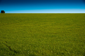 Fototapeta na wymiar Grassland with a lonely bush and a clear blue sky near St Issey in north Cornwall.