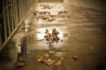 Fallen autumn leaves on the ground