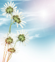 Obraz premium Wildflowers daisies. Summer landscape. white chamomile flowers