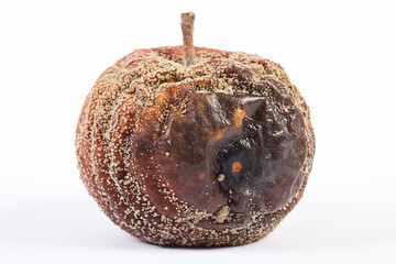 Closeup of old wrinkled moldy apple on white background