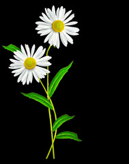 daisies summer  flower isolated on black background