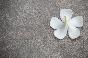 White plumeria flower drop on the ground.