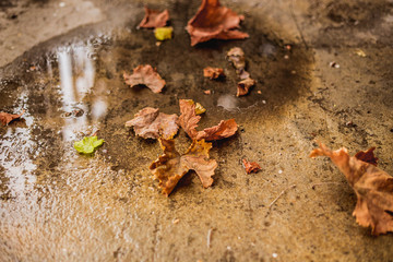 Fallen autumn leaves on the ground