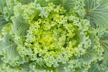 Cabbage Flower, Amazing natural fractal plant.