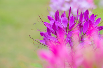 Beautiful flower with detail pollen of Cleome hassleriana spider flower.
