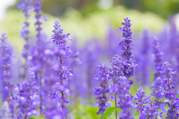 Obraz premium Lavender flower.