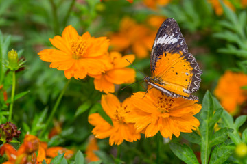 Yellow Butterfly catch on yellow Cosmos flowers.