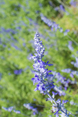 Lavender flowers in the field