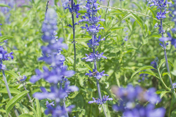 Lavender flowers in the field
