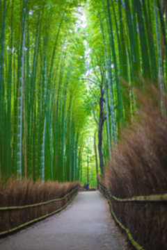 Path to bamboo forest, Arashiyama, Kyoto, Japan blur for background.