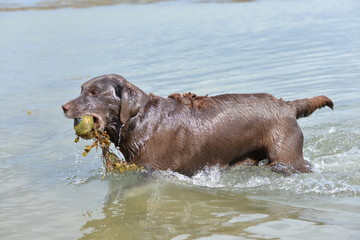 Chocolate labrador playing