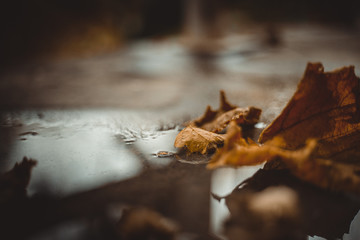 Fallen autumn leaves on the ground